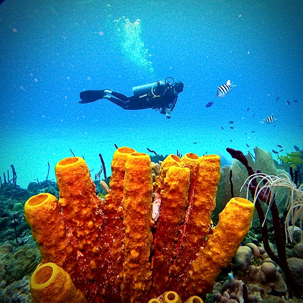 diving_pic