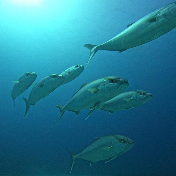diving_pic