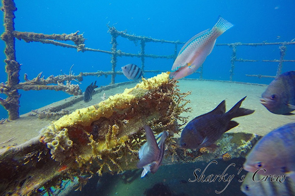 Atlantic princess wreck