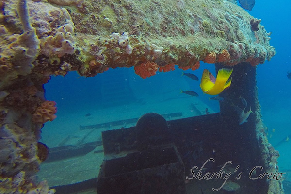 Atlantic princess wreck