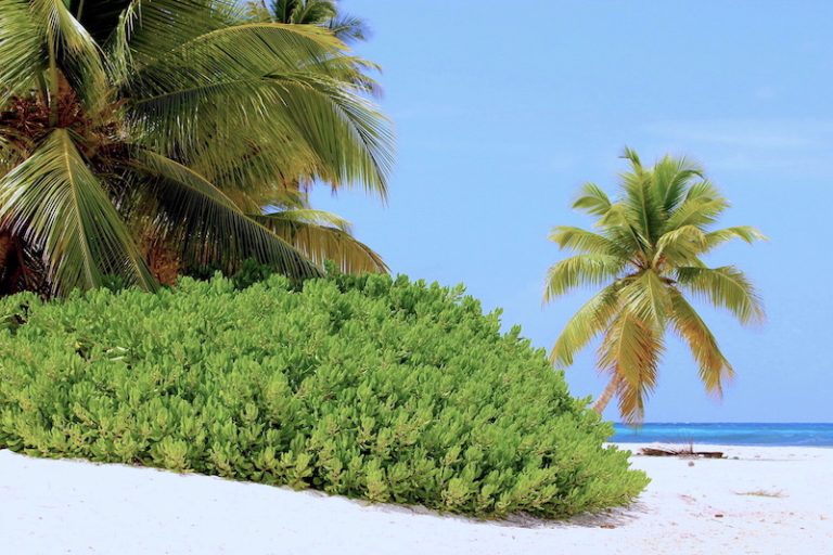 Saona-Island
