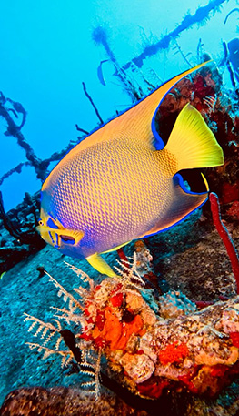 St-George-Wreck-new