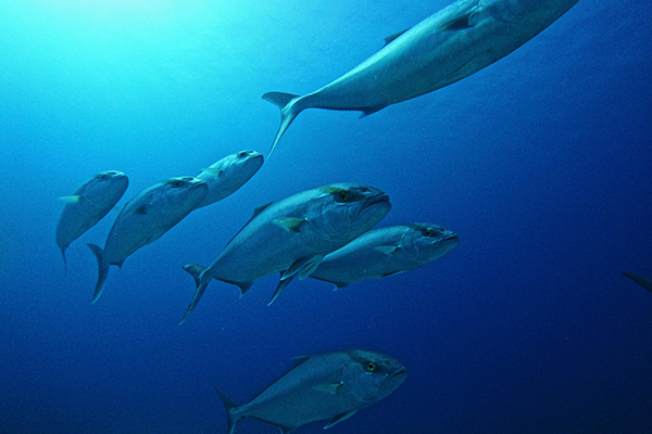 sea fish